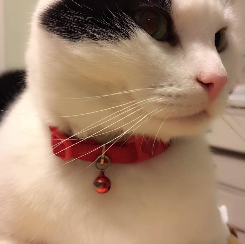 Meet your Posher, Yuki